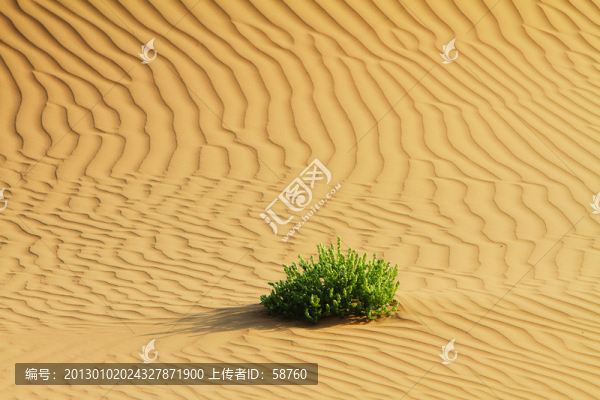 巴丹吉林沙漠,植物