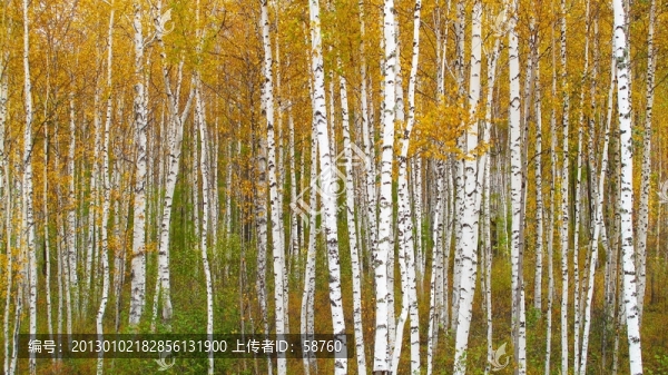 白樺林