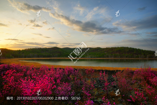 湖畔杜鵑紅