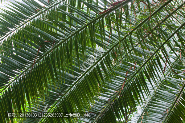 鳳尾竹