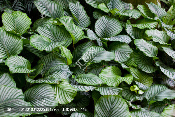 綠蘿