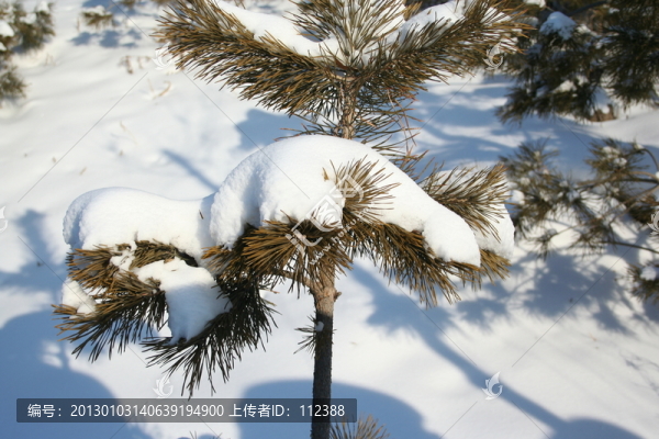 大雪壓松柏