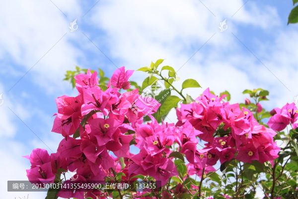 三角梅