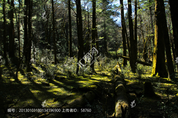 云杉坪原始森林