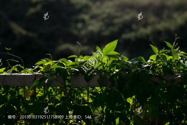 綠色植物背景