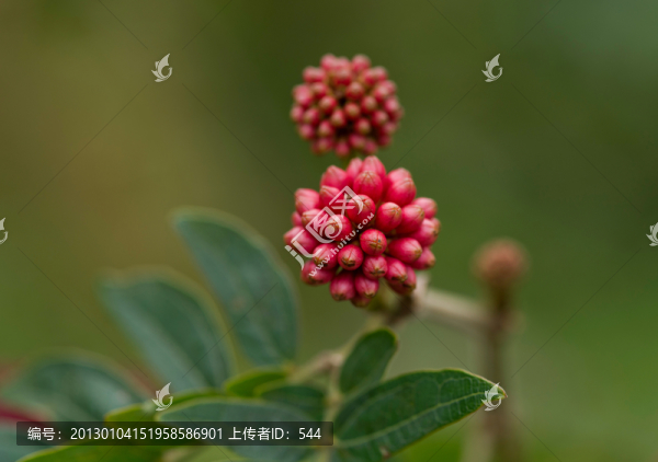 紅絨花花苞