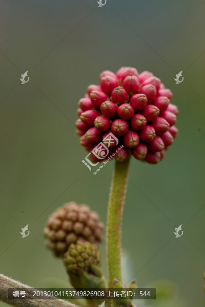 紅絨花花苞