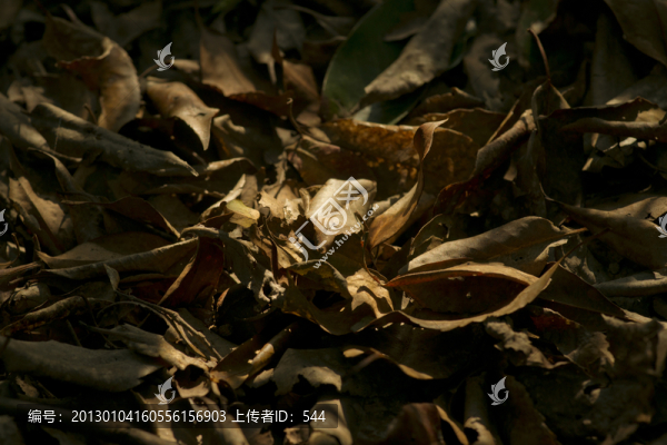 落葉