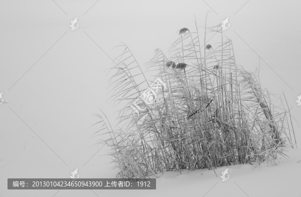 蘆葦