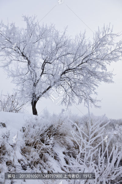雪淞