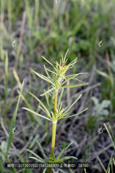 野生植物,蓬子菜