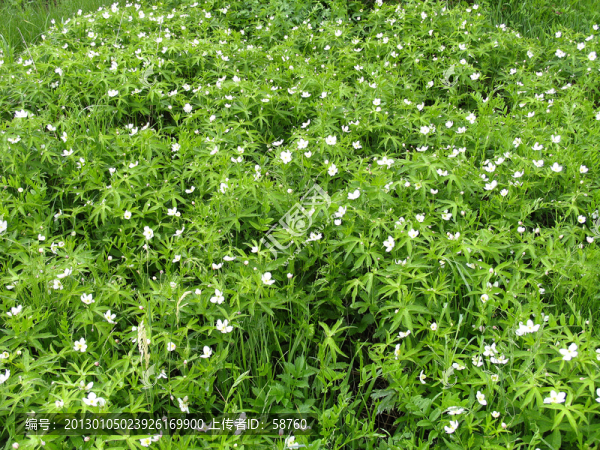 野生植物,二歧銀蓮花