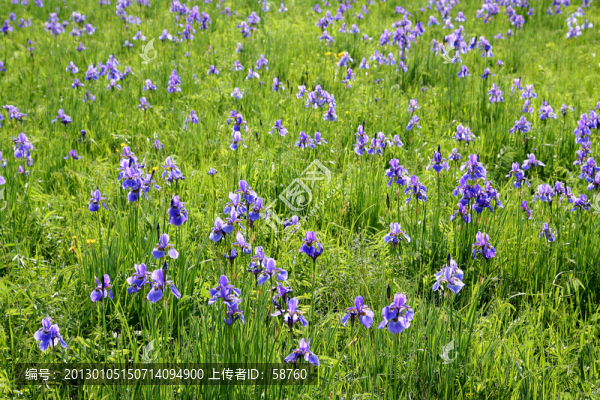 野生植物,溪蓀