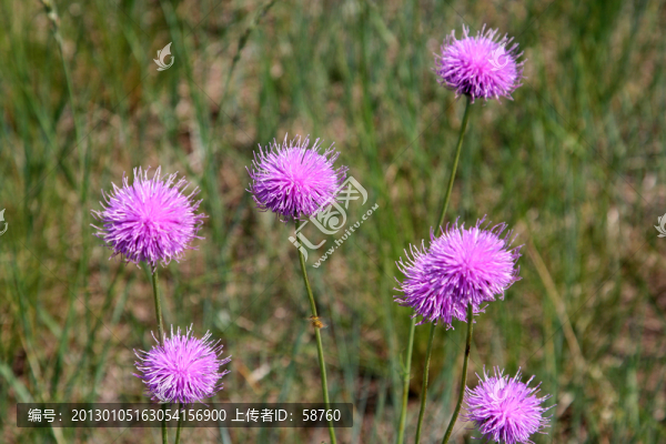 野生植物,祁州漏蘆