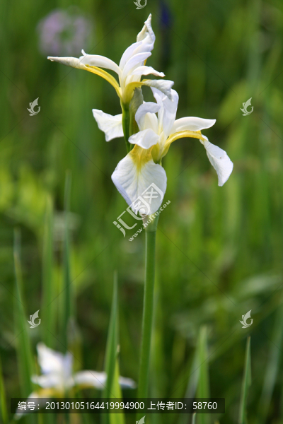 白花馬藺