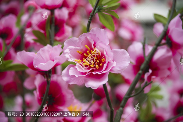 桃花