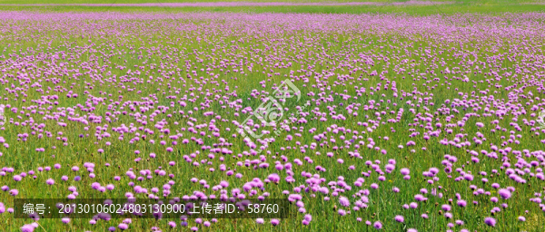 草原花海