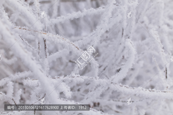 樹掛