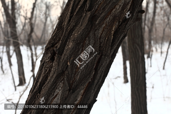 樹林