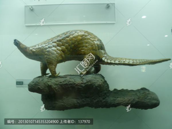 動物標(biāo)本