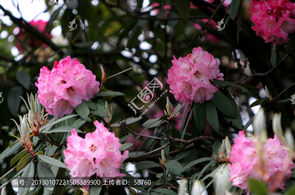 貴州,原生杜鵑