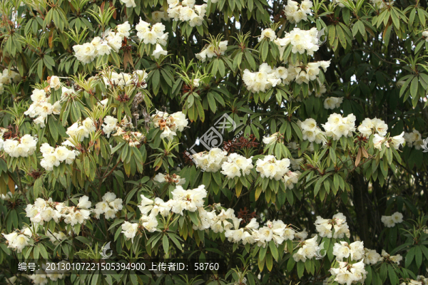 貴州,白花杜鵑