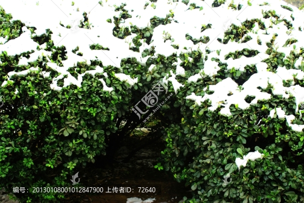 雪景