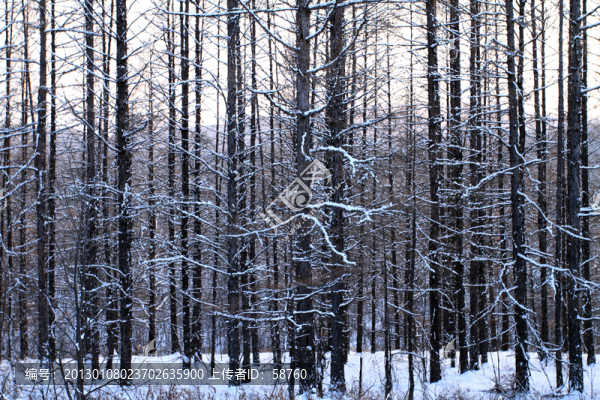 雪林