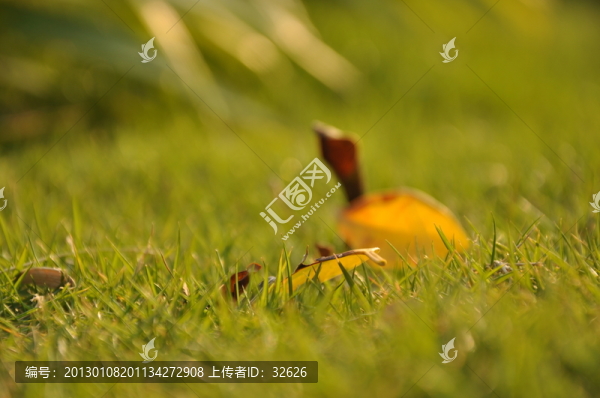 落葉
