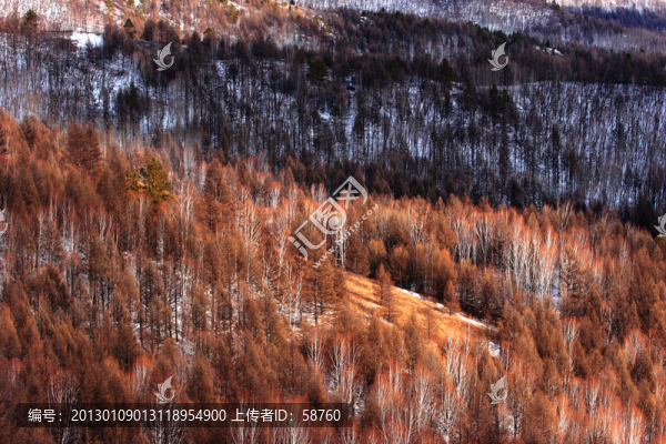 樹林