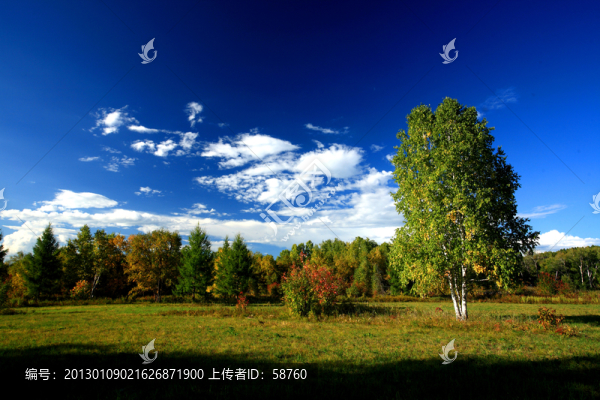 原野樹林