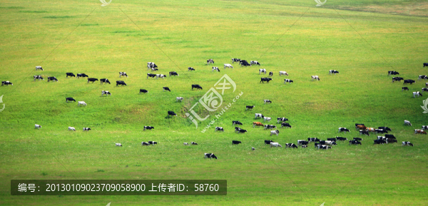 牧場(chǎng)羊群