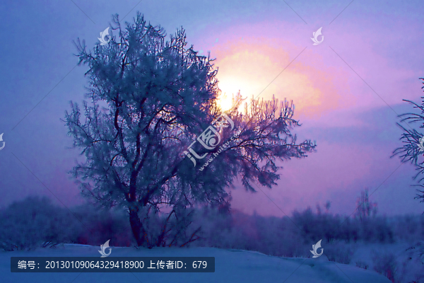 樹(shù)影