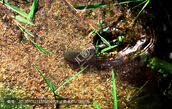 山溪游魚(yú)