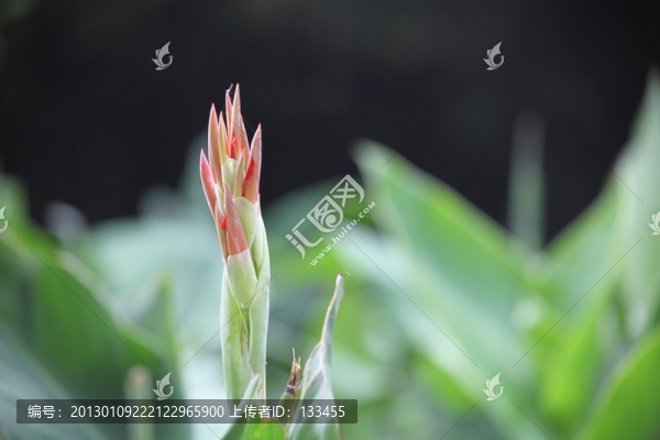美人蕉