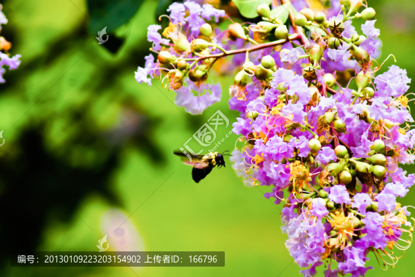 木蜂采花