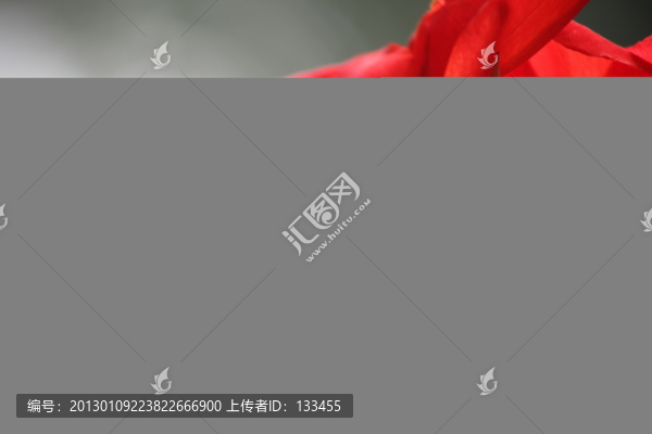 美人蕉