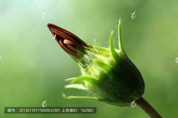勛章菊