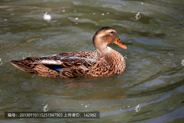 野鴨