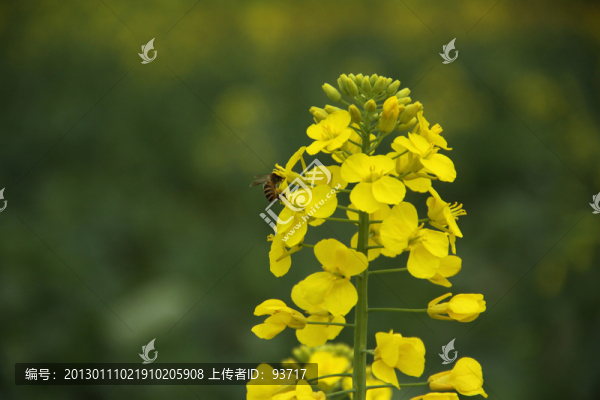 油菜花