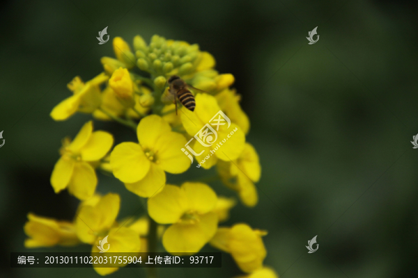 油菜花