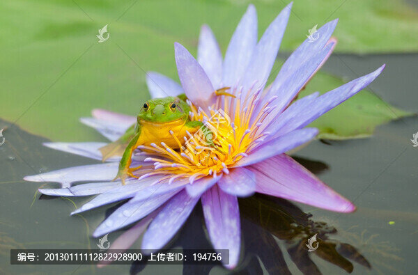 青蛙與荷花