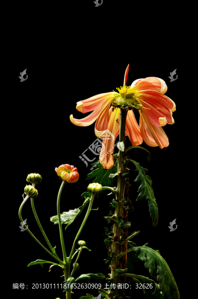殘菊