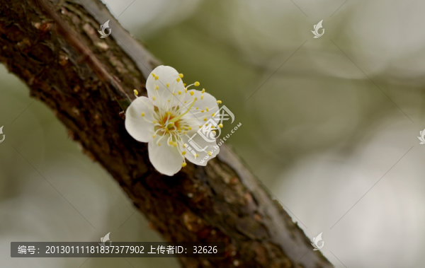一枝梅