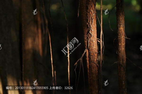 榕樹根