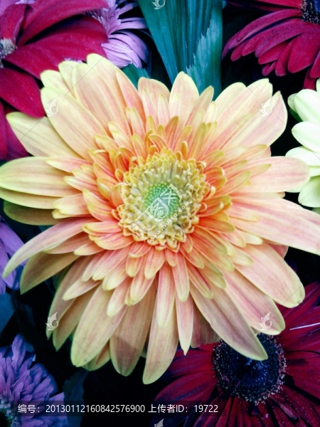 菊花