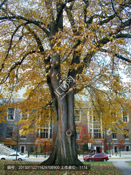 多倫多大學(xué)