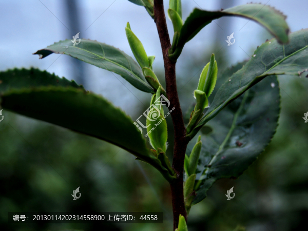 茶葉