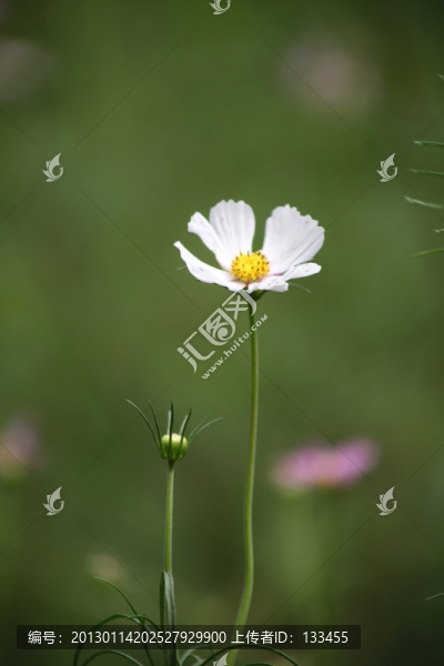 小菊花
