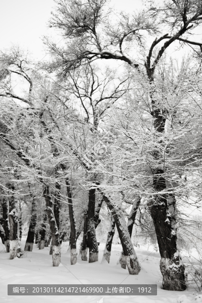 冬雪